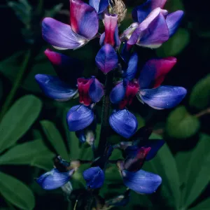 Lupinus succulentus, Santa Barbara Botanic Garden