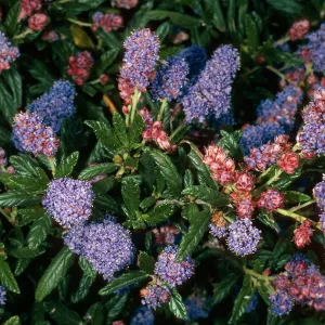 Ceanothus ‘Wheeler Canyon’, PorterTrail, Santa Barbara Botanic Garden