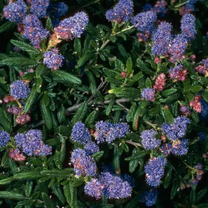 Ceanothus ‘Wheeler Canyon’, Porter Trail, Santa Barbara Botanic Garden