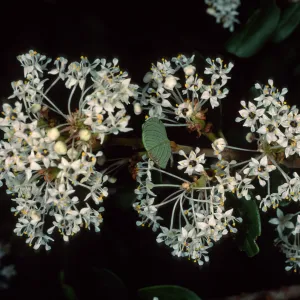 Ceanothus megacarpus insularis, Santa Barbara Botanic Garden