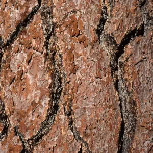 Pinus Jeffreyi bark, Mesa Spring Trail, Los Padres National Forest
