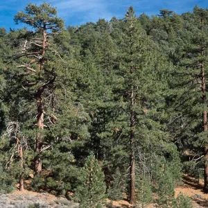 Pinus jeffreyi, Mesa Spring Trail, Los Padres National Forest