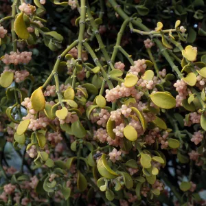Phoradendron villosum, on Quercus-John Tuckeri, Mesa Spring Camp, Los Padres National Forest