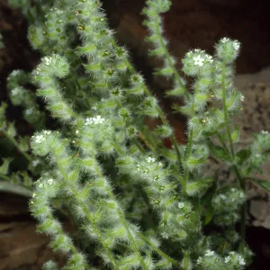 Cryptantha, Joshua Tree National Park
