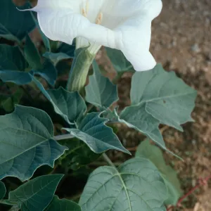 Datura wrightii, Joshua Tree National Park