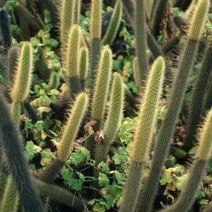 Bergerocactus emoryi w/ Marah macrocarpus, S. Todos Santos Island