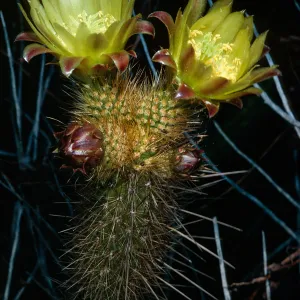 Bergerocactus emoryi, S. Todos Santos Island
