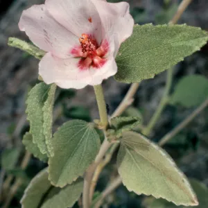 Hibiscus denudatus, Borrego Palm Canyon, Anza-Borrego Desert