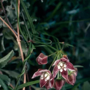 Sarcostemma cyanchoides, Borrego Palm Canyon, Anza-Borrego Desert