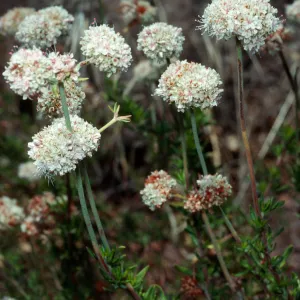 Eriogonum fasciculatum, Tunnel Trail, Santa Barbara County