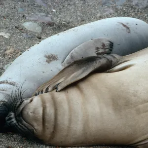 young Elephant Seals, San Benito Island