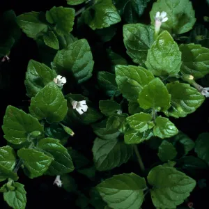 Satureja douglasii, parking lot, La Purisma Mission, Lompoc, California