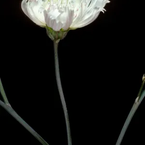 Atrichoseris platyphylla, Hunter Canyon, Saline Valley, Death Valley