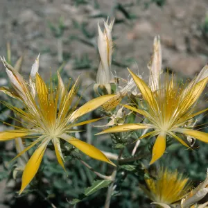 Mentzelia laevicaulis, Onion Valley Road, Owens Valley, Eastern Sierra Nevada