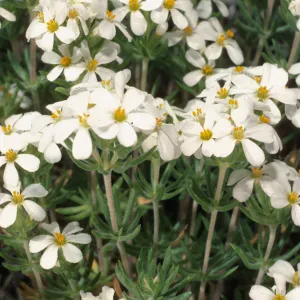 Linanthus nuttallii, Wyman Canyon, White Mountains, Inyo National Forest