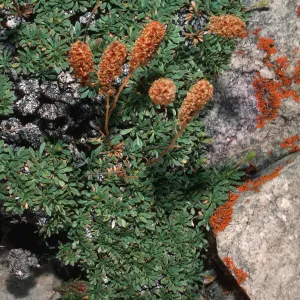 Petrophyyon caespitosum, Rock Spirea, Wyman Canyon, White Mountains, Inyo National Forest