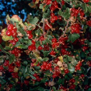 Ribes cereum, Mineral King, Sequoia National Park