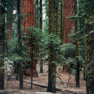 Sequoiadendron, Giant Forest, Sequoia National Forest