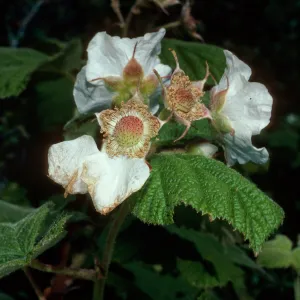 Rubus parviflorus, Montana de Oro State Park, San Luis Obispo County