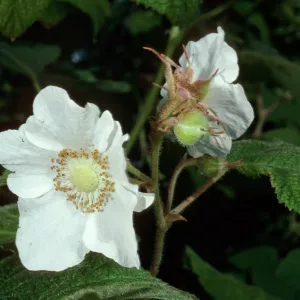 Rubus parviflorus, Montana de Oro State Park, San Luis Obispo County