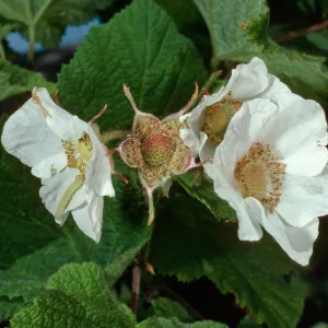 Rubus parviflorus, Montana de Oro State Park, San Luis Obispo County