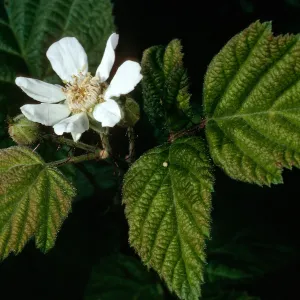 Rubus ursinus, California blackberry, Cold Spring Canyon, Santa Barbara County