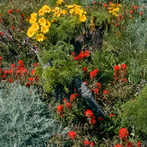 Castilleja affinis (red), Southwest part of terrace, w/Coreopsis gigantea & Artemisia californica, East Anacapa Island