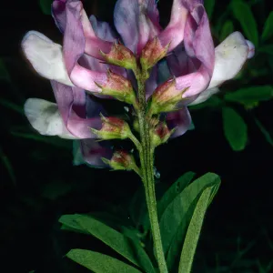 Vicia americana, Canada Del Mar, San Miguel Island