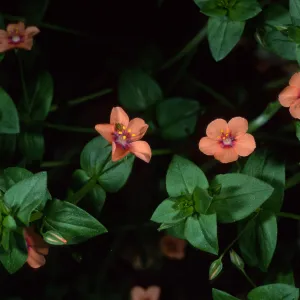 Anagallis arvensis, Santa Barbara Botanic Garden