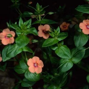 Anagallis arvensis, Santa Barbara Botanic Garden