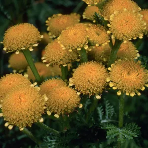 Tanacetum camphoratum, Santa Barbara Botanic Garden