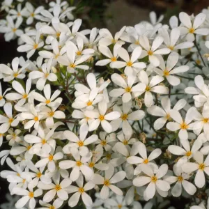 Linanthus nuttallii, Desert Section, Santa Barbara Botanic Garden
