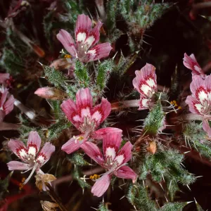 Loeseliastrum matthewsii, Red Rock Canyon State Park, Sierra Nevada