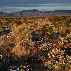 desert view, 15 miles East of 29 Palms