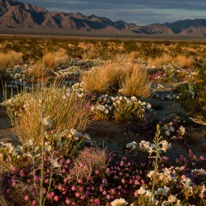 desert sunset, 15 miles East of 29 Palms