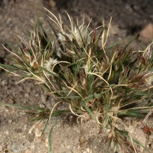 Erioneuron pulchellum, 29 Palms