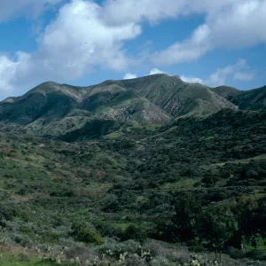 Chaparral, Cottonwood Canyon, from road to Little Harbor, Catalina Island