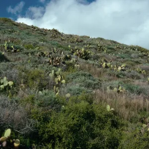 Maritime Cactus Scrub, above Cottonwood Cove, East of Little Harbor, Catalina Island