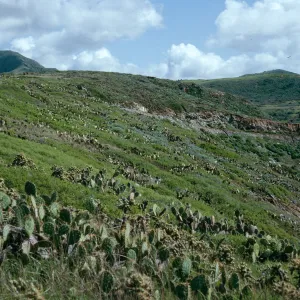 Maritime Cactus Scrub, above Cottonwood Cove, East of Little Harbor, Catalina Island