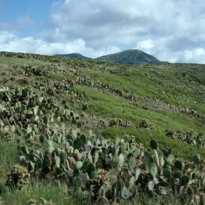 Maritime Cactus Scrub, above Cottonwood Cove, East of Little Harbor, Catalina Island