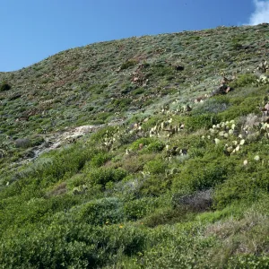 Coastal Scrub, slopes above Little Harbor, Catalina Island