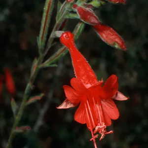 Zauschneria californica (=Epilobium canum), Tunnel Trail