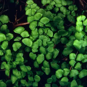 Adiantum jordanii, Campo Raton, Santa Cruz Island
