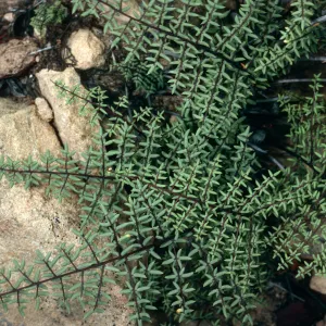 Pellaea mucronata, East Jesusita Trail, Santa Barbara County