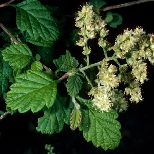 Holodiscus discolor, Arroyo Section, Santa Barbara Botanic Garden