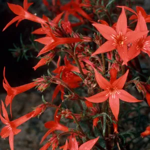 Ipomopsis aggregata, Cedar Canyon Road, Mid Hills, Mojave National Preserve