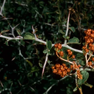 Ceanothus cordulatus, Mineral King, Sequoia National Park