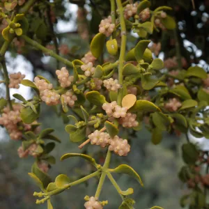 Phoradendron villosum (on Quercus john-tuckeri), Mesa Spring Camp