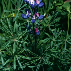 Lupinus bicolor, West of field station, Santa Cruz Island