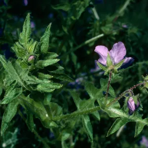 Pholistoma auritum, Prisoners Harbor, Santa Cruz Island